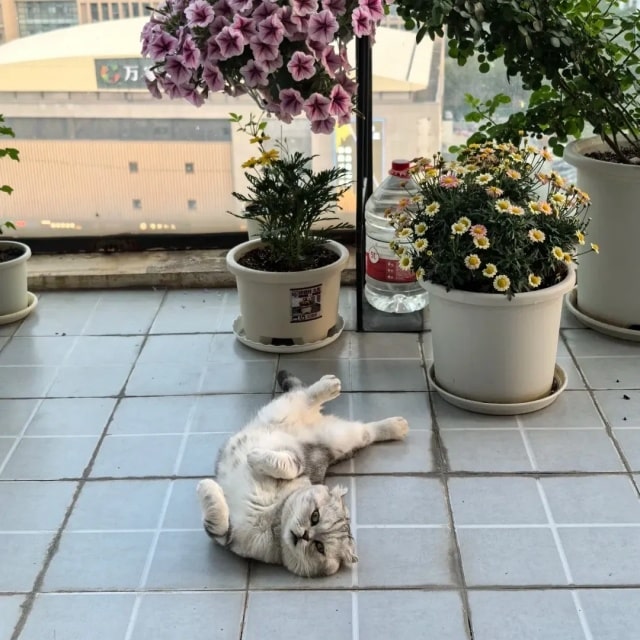 若猫咪有这7种行为，说明它被你养熟了！