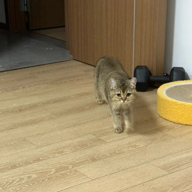 若猫咪有这7种行为，说明它被你养熟了！