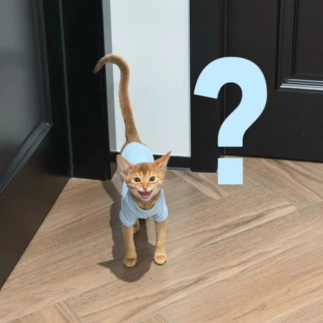 若猫咪有这7种行为，说明它被你养熟了！