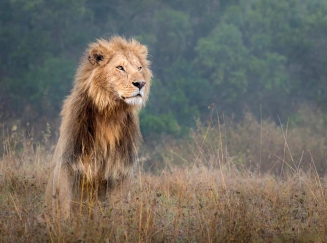 非洲狮生活习性 非洲狮简介