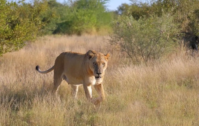 非洲狮生活习性 非洲狮简介