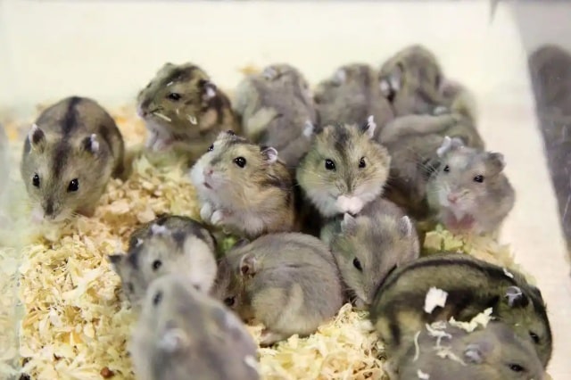 仓鼠一公一母可以养在一起吗