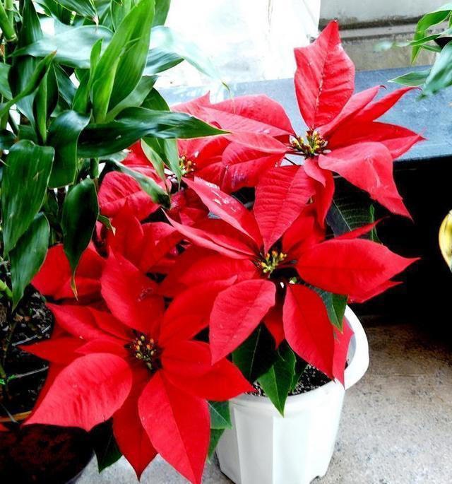 6种常见带毒的花，想养还是小心些