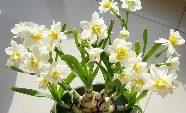 6种常见带毒的花，想养还是小心些