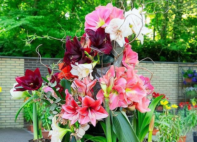 6种常见带毒的花，想养还是小心些