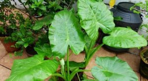 6种常见带毒的花，想养还是小心些