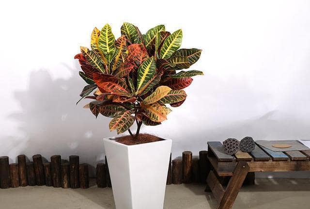 6种常见带毒的花，想养还是小心些