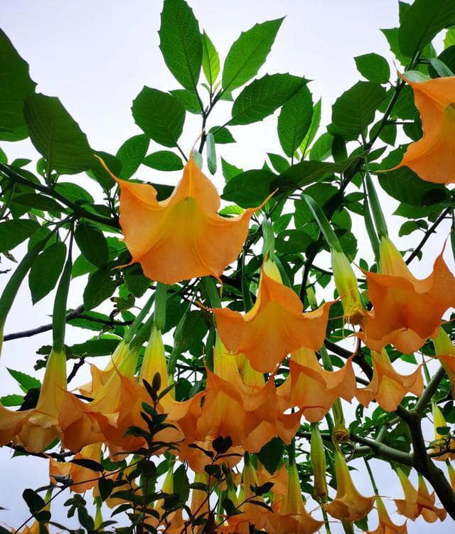 6种常见带毒的花，想养还是小心些