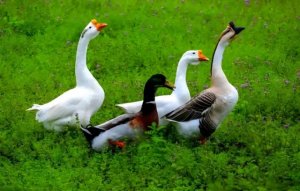 关于鹅的15条冷知识