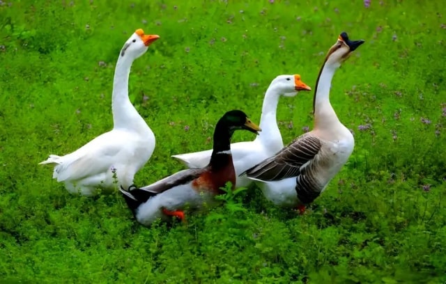 关于鹅的15条冷知识