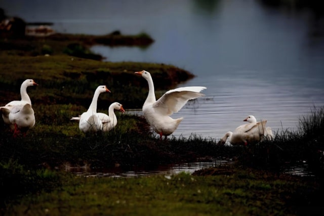 关于鹅的15条冷知识