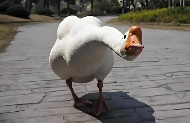 关于鹅的15条冷知识