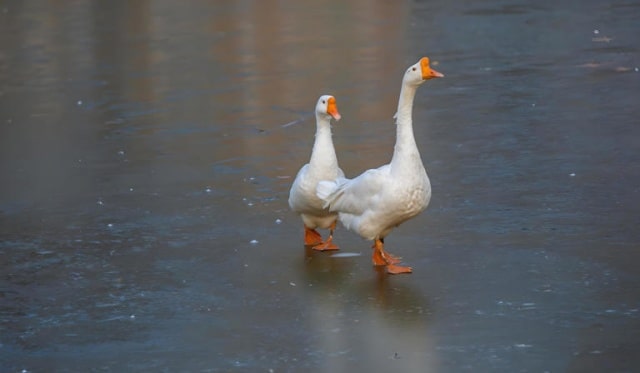 关于鹅的15条冷知识