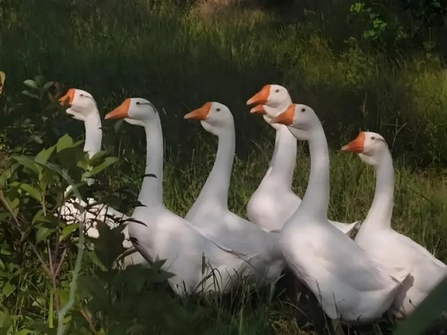 关于鹅的15条冷知识