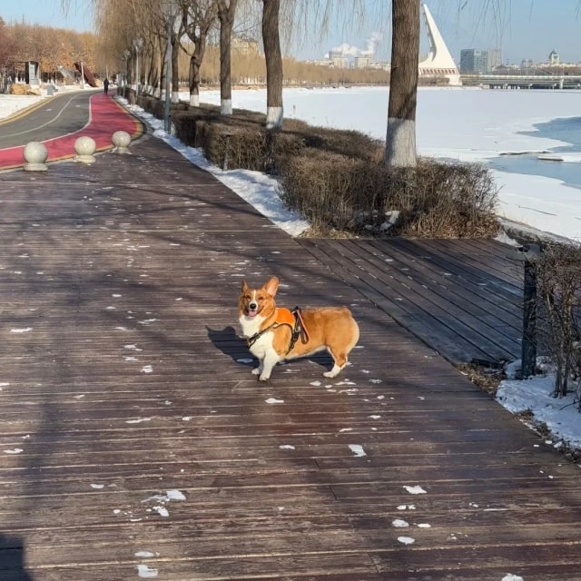 狗狗“怕冷”，会有这5个迹象，请别忽视!