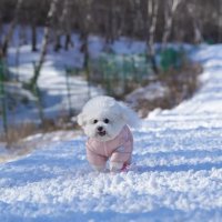 狗狗“怕冷”，会有这5个迹象，请别忽视!