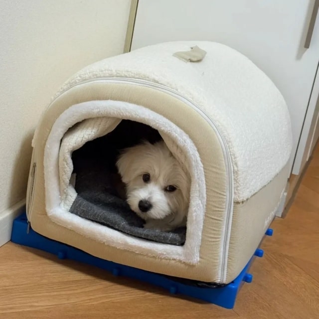 狗狗“怕冷”，会有这5个迹象，请别忽视!