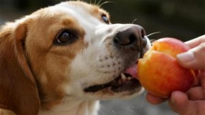 狗狗能吃李子吗？