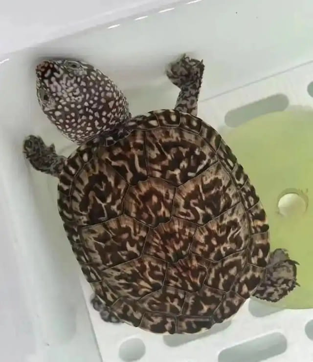 养龟人必须要知道的乌龟的5大生活习性