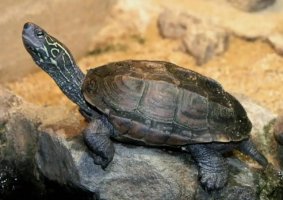 养龟人必须要知道的乌龟的5大生活习性