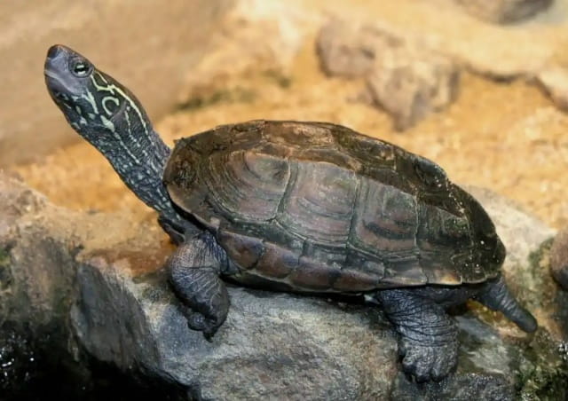 养龟人必须要知道的乌龟的5大生活习性