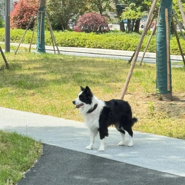 超温顺!6种最不咬人的狗狗大盘点