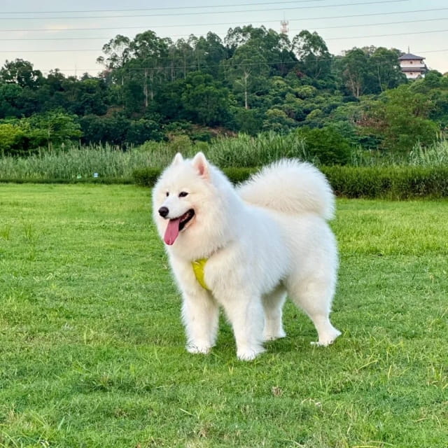 超温顺!6种最不咬人的狗狗大盘点