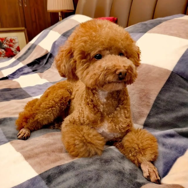 超温顺!6种最不咬人的狗狗大盘点