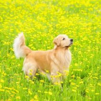 超温顺！6种最不咬人的狗狗大盘点