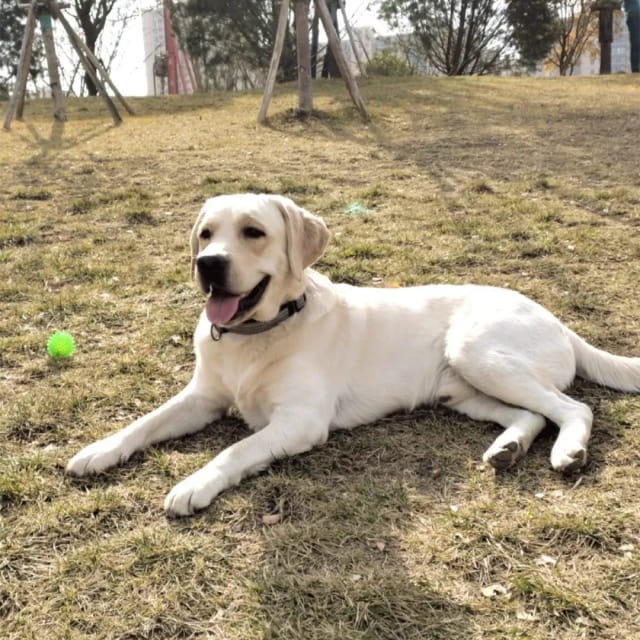 超温顺!6种最不咬人的狗狗大盘点