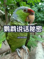 为何鹦鹉能模仿人说话