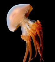 海蜇是水母吗？