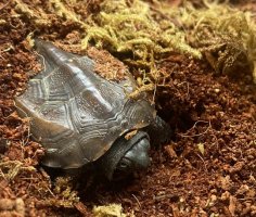 乌龟冬眠什么时候醒来