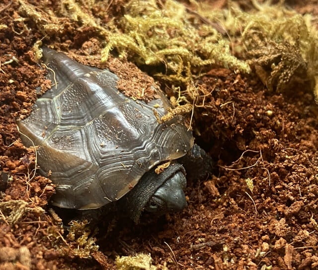 乌龟冬眠什么时候醒来