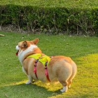 柯基为什么要断尾？