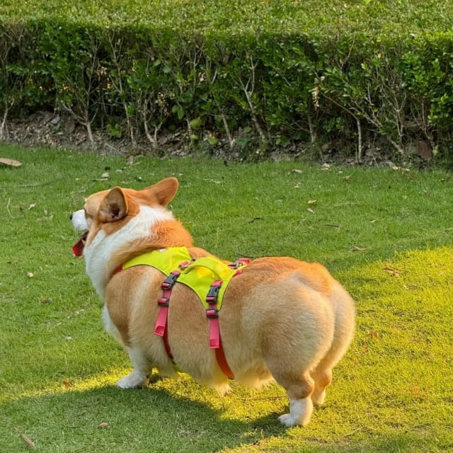 柯基为什么要断尾？