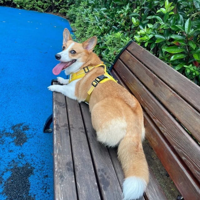 柯基为什么要断尾？