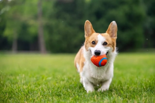 柯基为什么要断尾？