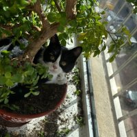 如何纠正猫咪破坏植物