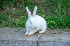 兔子感冒可以吃板蓝根吗？