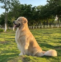 怎么看狗狗的年龄，狗狗年龄判断实用方法