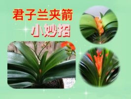 君子兰夹箭怎么办