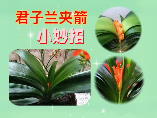 君子兰夹箭怎么办