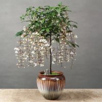 垂丝茉莉的花语、寓意和象征：温柔垂落的美好