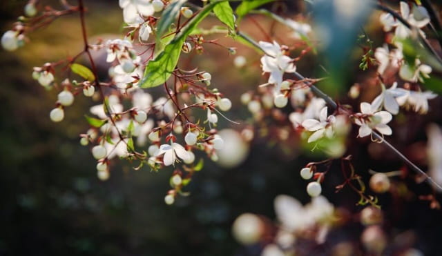 垂丝茉莉的花语、寓意和象征