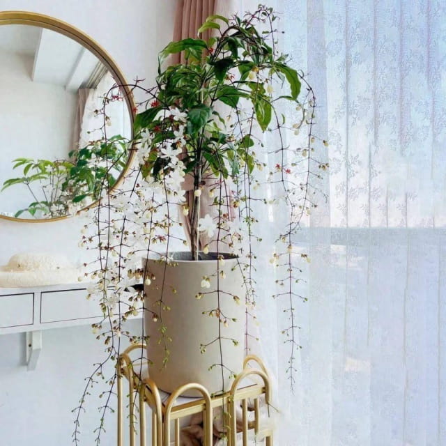 垂丝茉莉的花语、寓意和象征