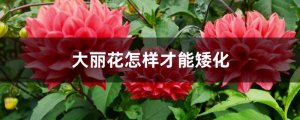 大丽花怎样才能矮化