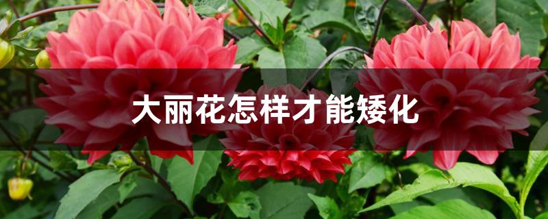 大丽花怎样才能矮化