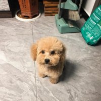 过年回家，狗狗如何安置？一次讲清！