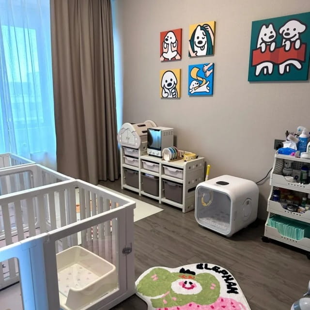 过年回家,狗狗如何安置?一次讲清!